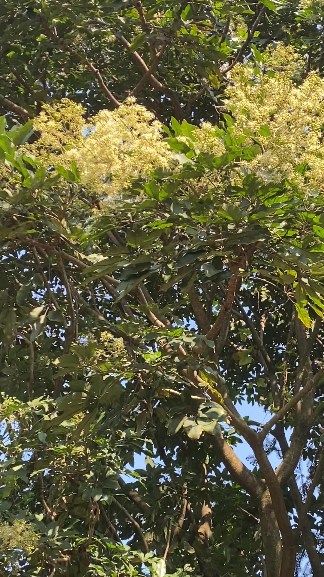 下雨后吹南风鸭脚木大排蜜招蜂引蝶