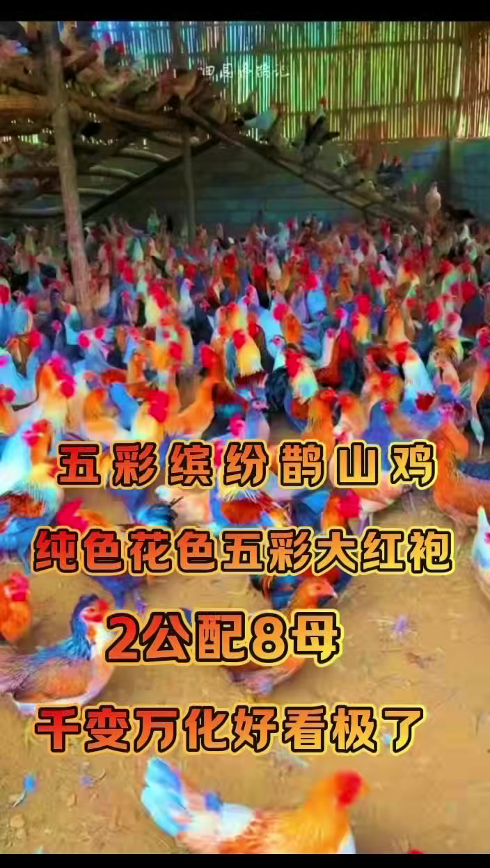 三彩五彩纯色大红袍千变万化鹊山鸡