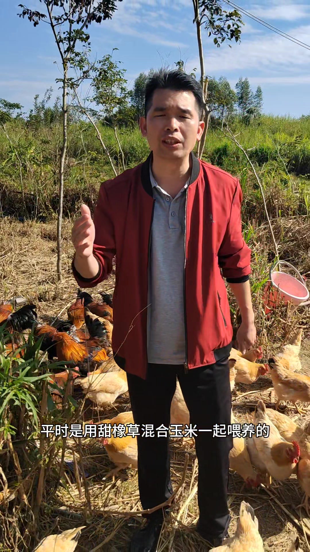 肇庆特产：怀集山地散养走地鸡