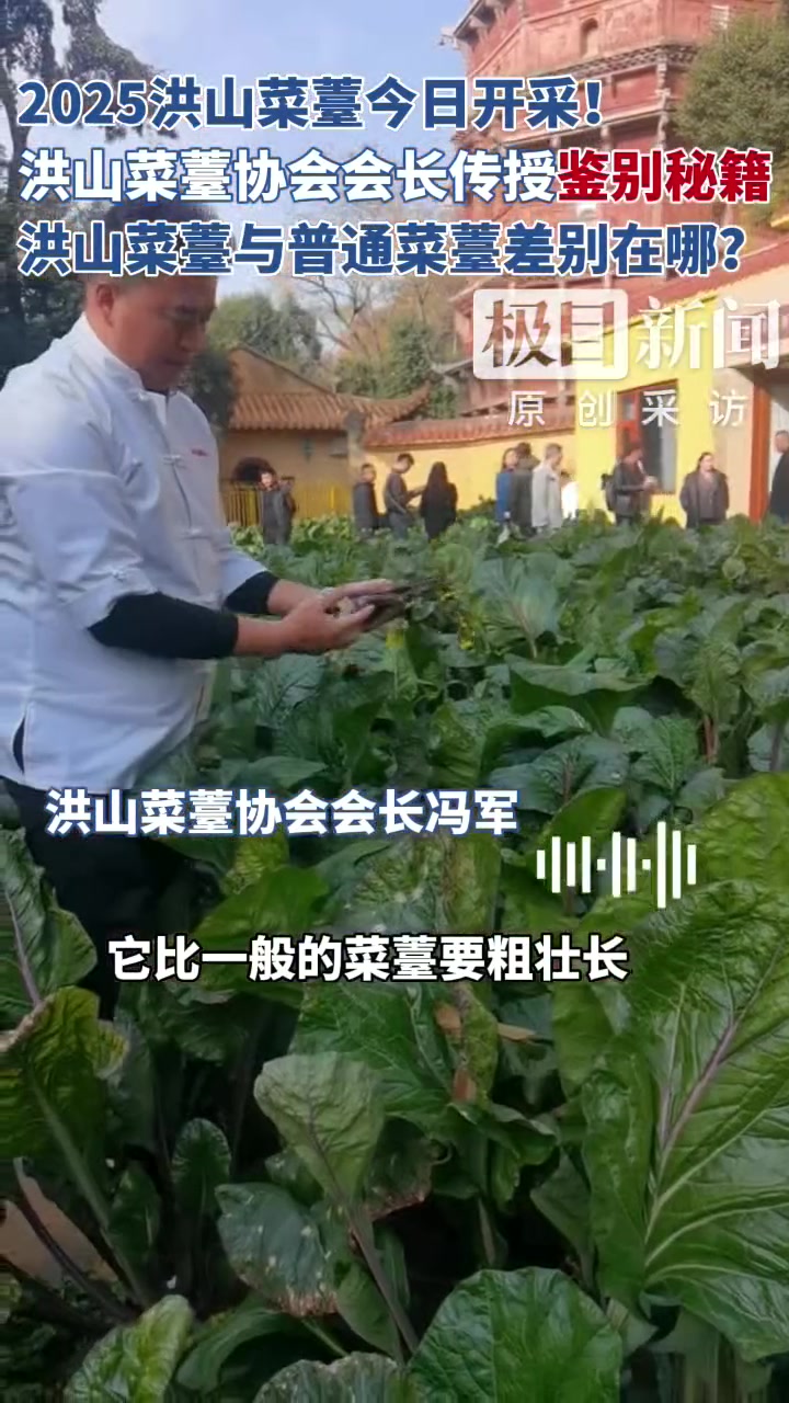 “塔影田”洪山菜薹开采,洪山菜薹协会会长传授“鉴别秘籍”