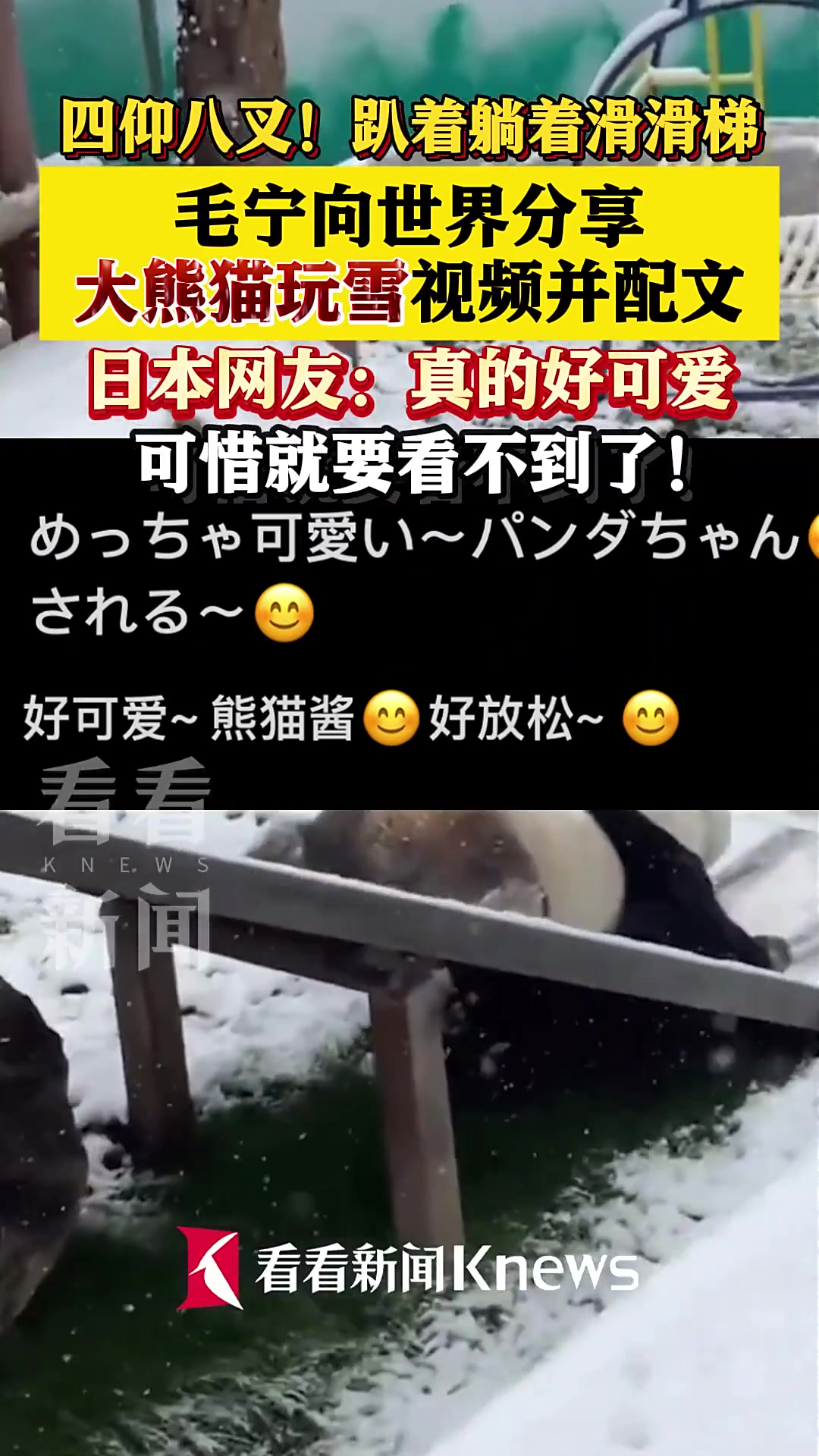 毛宁向世界分享大熊猫视频 日本网友:真的好可爱