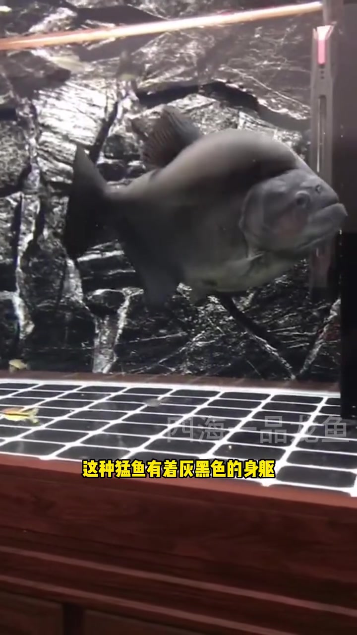 世界猛鱼从夯到拉排名 水族 观赏鱼