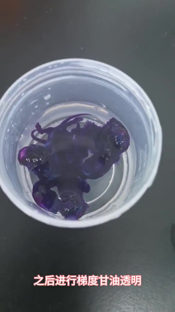 简版双染透明骨骼标本教程（抽粉丝送）