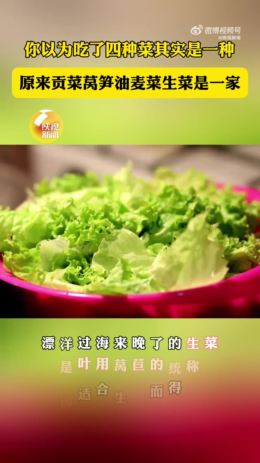 以为吃了4种菜其实是1种,生菜贡菜莴笋油麦菜原来是一家