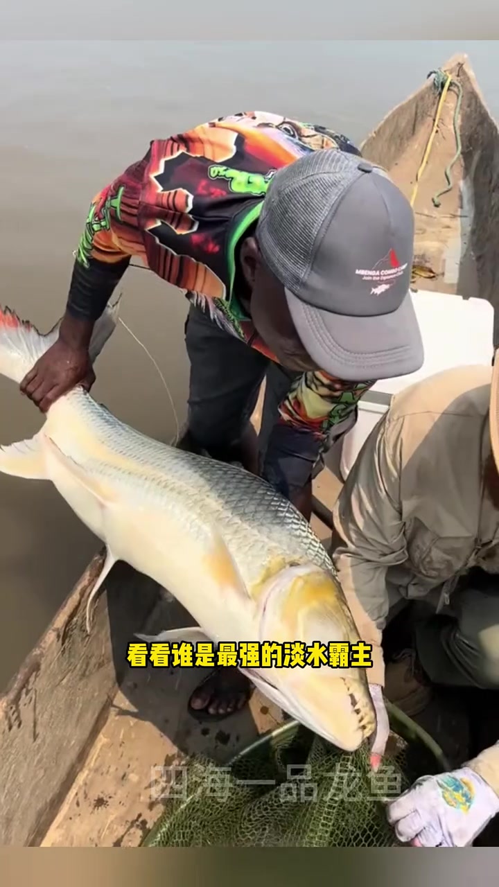 世界猛鱼从夯到拉排名 水族 观赏鱼