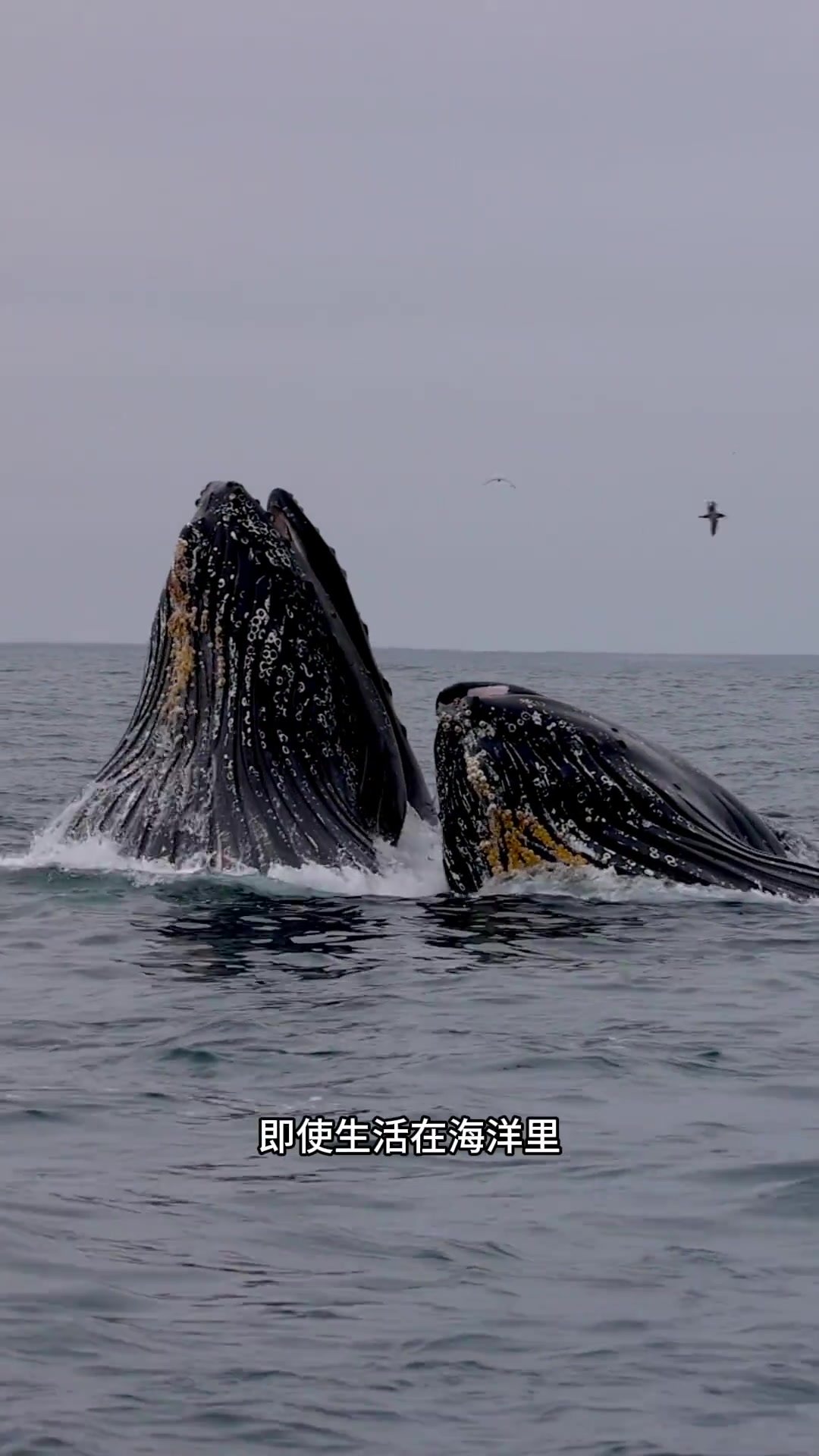 这是生活在海洋里的大型动物座头鲸，重达三十多吨的巨物