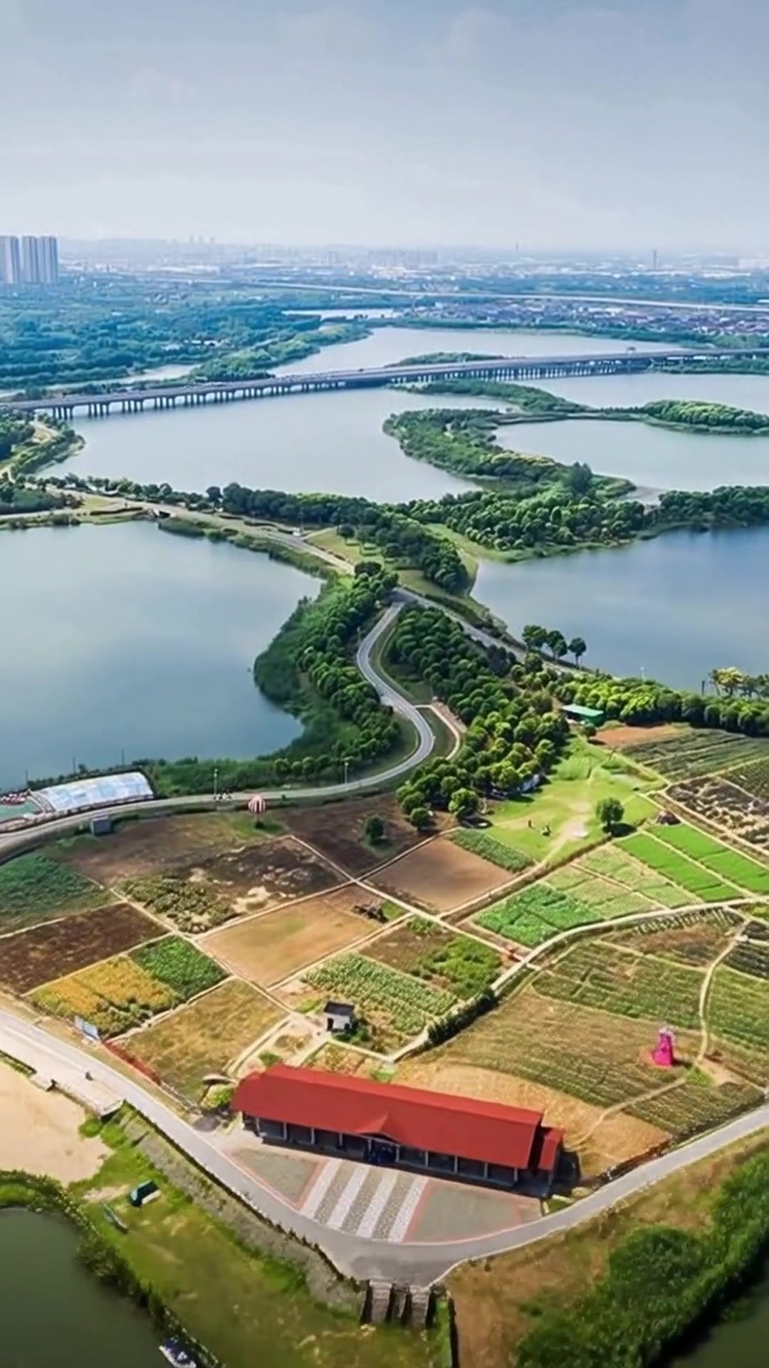 实拍巢湖天鹅大迁徙,250只同框画面震撼人心
