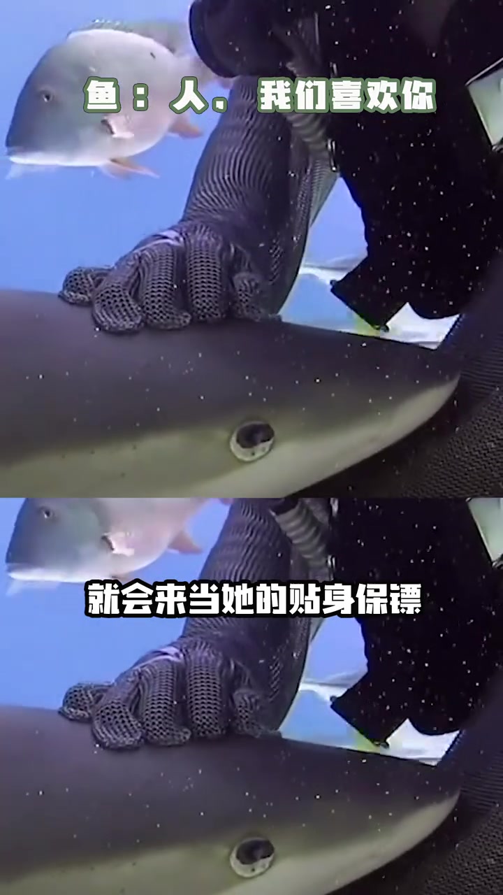 鱼：人！我们喜欢你 海底 鲨鱼 雀鲷 搞笑