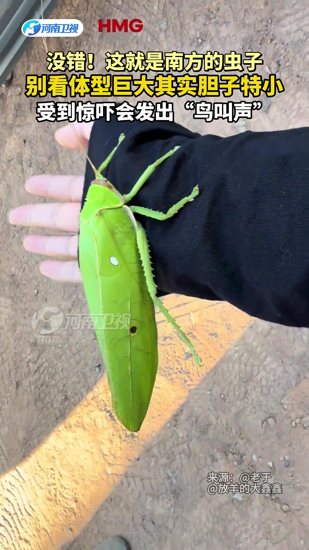 没错！这就是南方的虫子，别看它体型巨大其实胆子特小