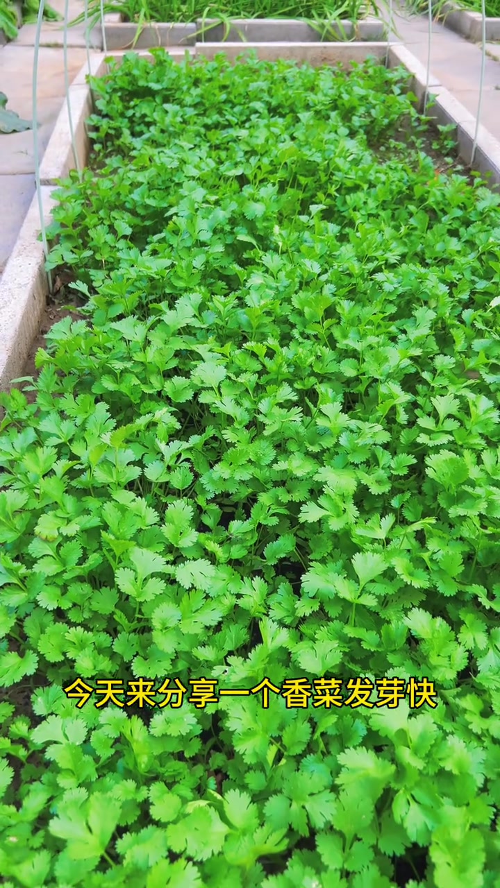 零基础香菜种植教程！香菜怎么种出苗齐，出苗快
