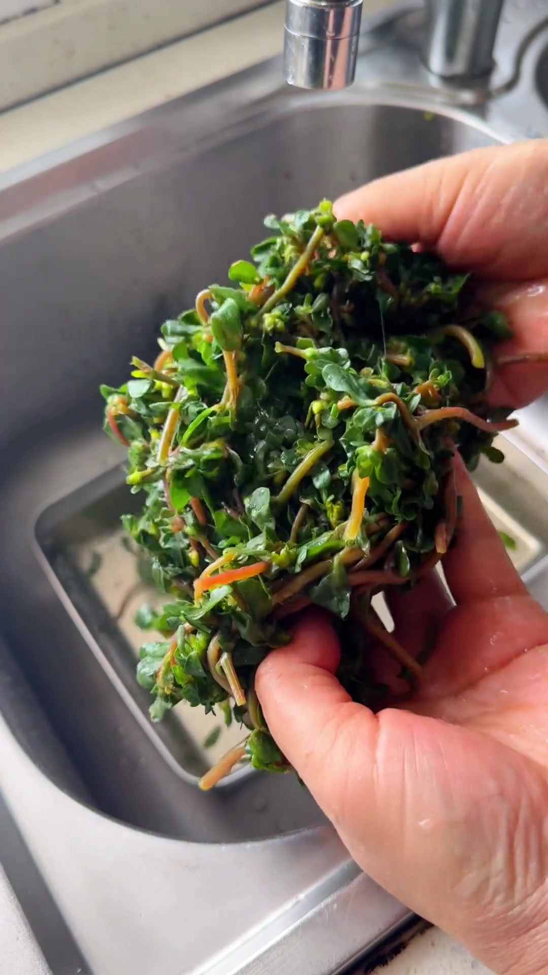 马齿苋煎鸡蛋真的超级好吃