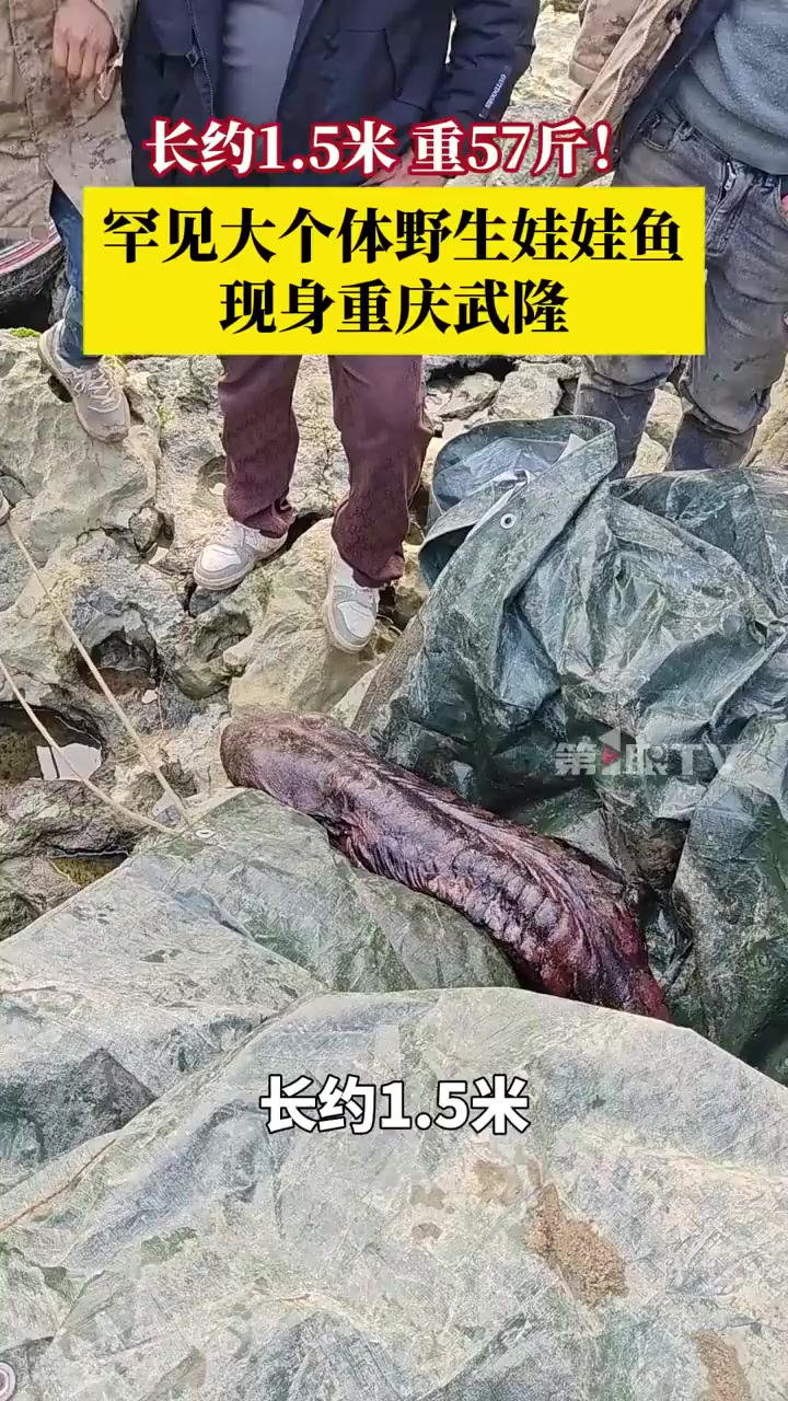 重庆发现“水中活化石”野生大鲵