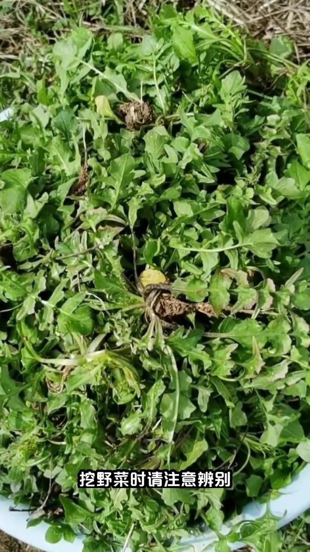 都市白领为何沉迷挖野菜?揭秘这项风靡朋友圈的治愈系活动