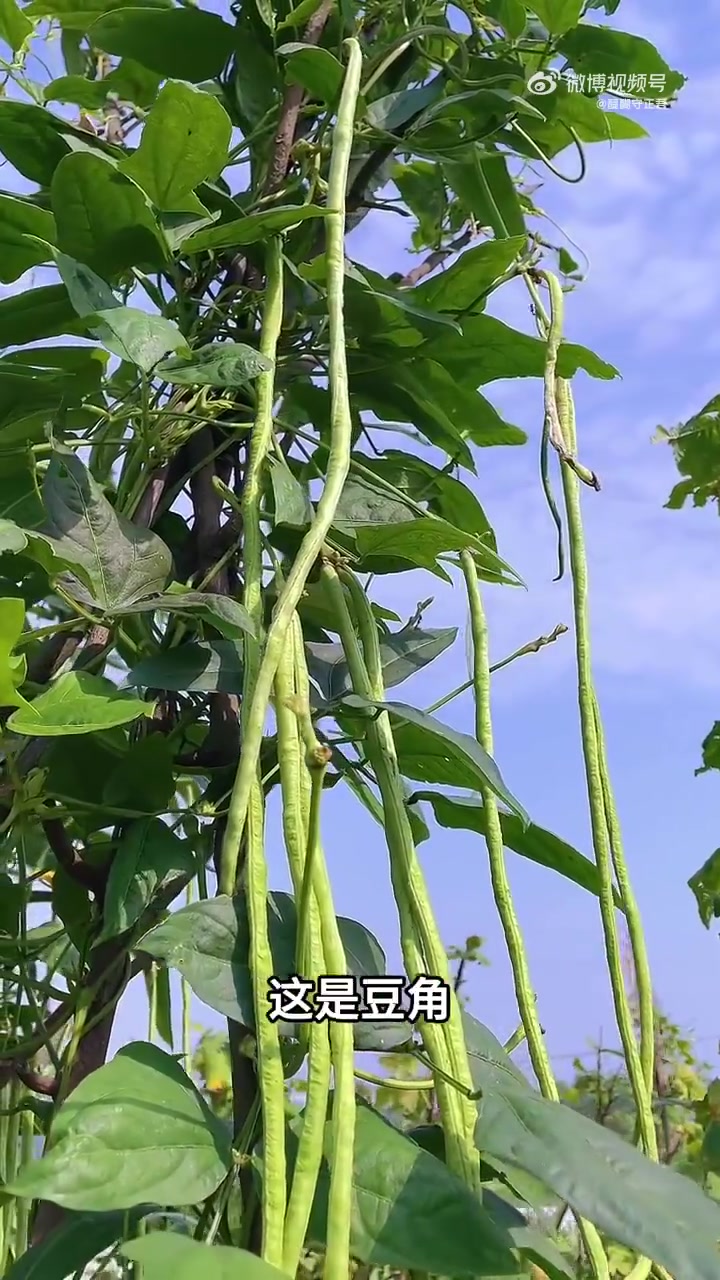 视频科普各种菜生吃还是熟吃