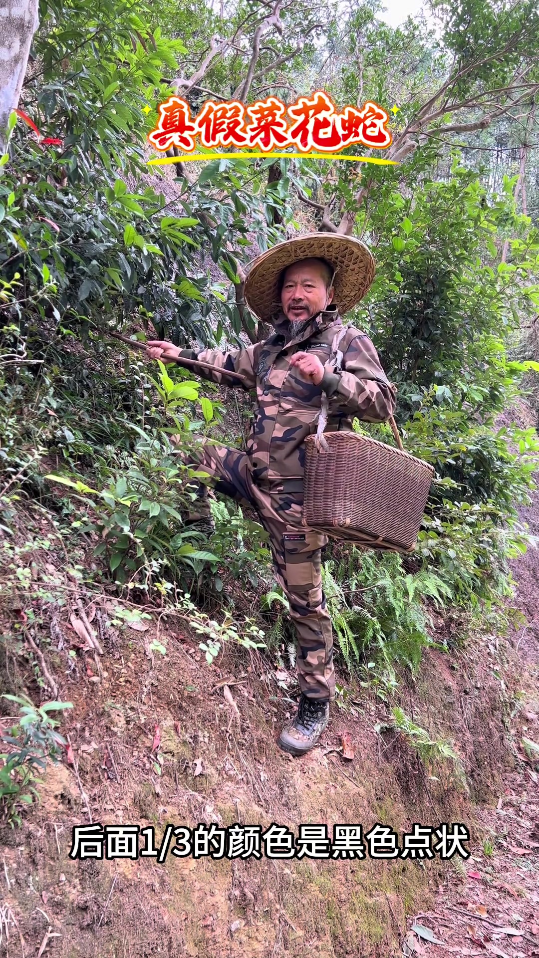 看头识蛇:三角头是剧毒菜花原矛头蝮,椭圆头是王锦蛇