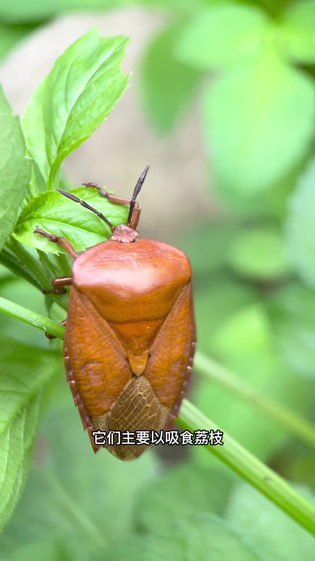 夏天到了,这“几种”昆虫非常常见,其实它们都是荔枝蝽,只不过成长中的各个形态差异比较大蝽也