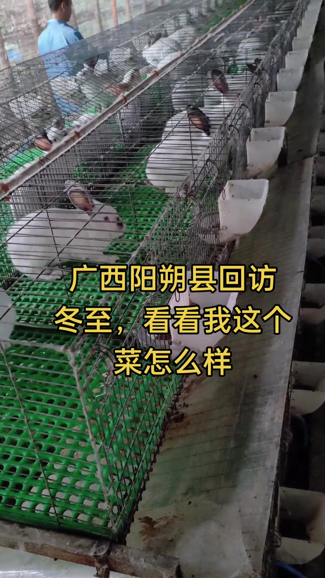 广西阳朔县回访 冬至,看看我这个菜怎么样#阳朔县#兔技术#肉