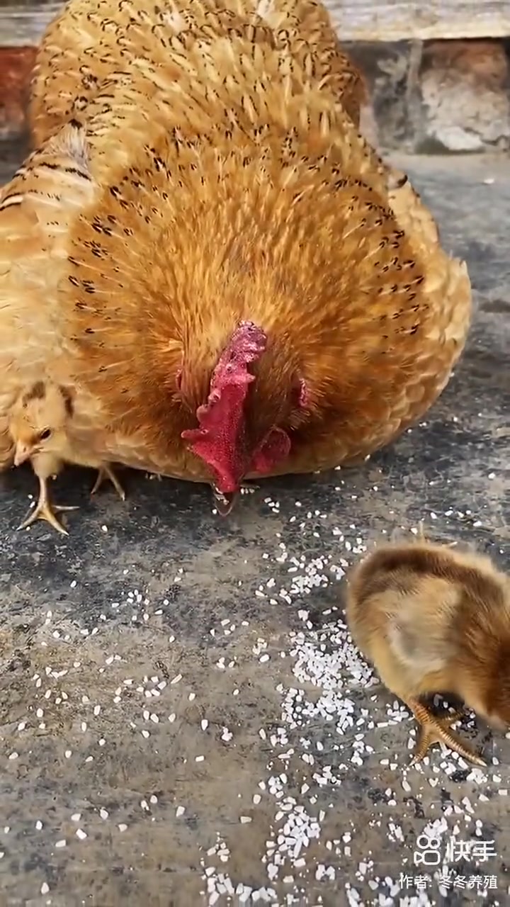 给可爱的小鸡的名字都是什么呢