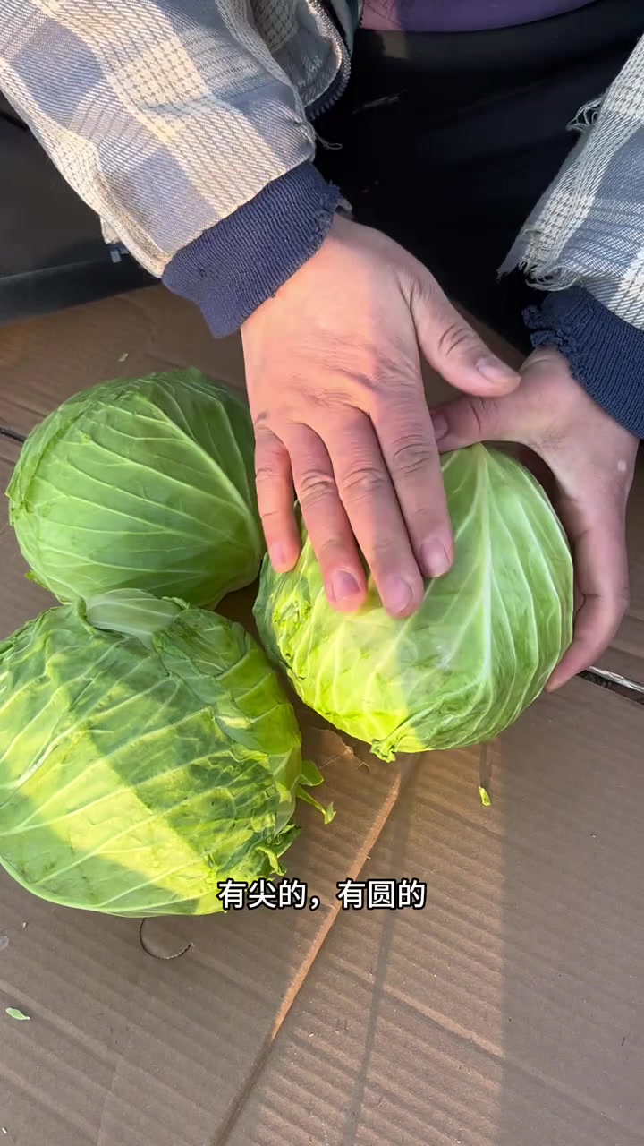 头菜怎么挑？东北早市土豆哥教你怎么挑选好吃健康又美味的大头菜！挑菜小技巧！