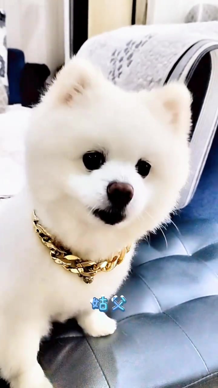 #可爱小狗 #萌宠 #萌宠视频 #萌宠出道计划 #萌娃搞笑日常