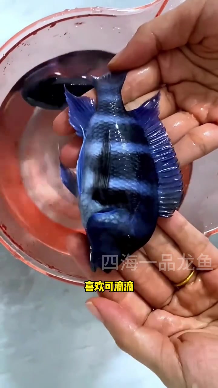 萨依蓝 水族 观赏鱼