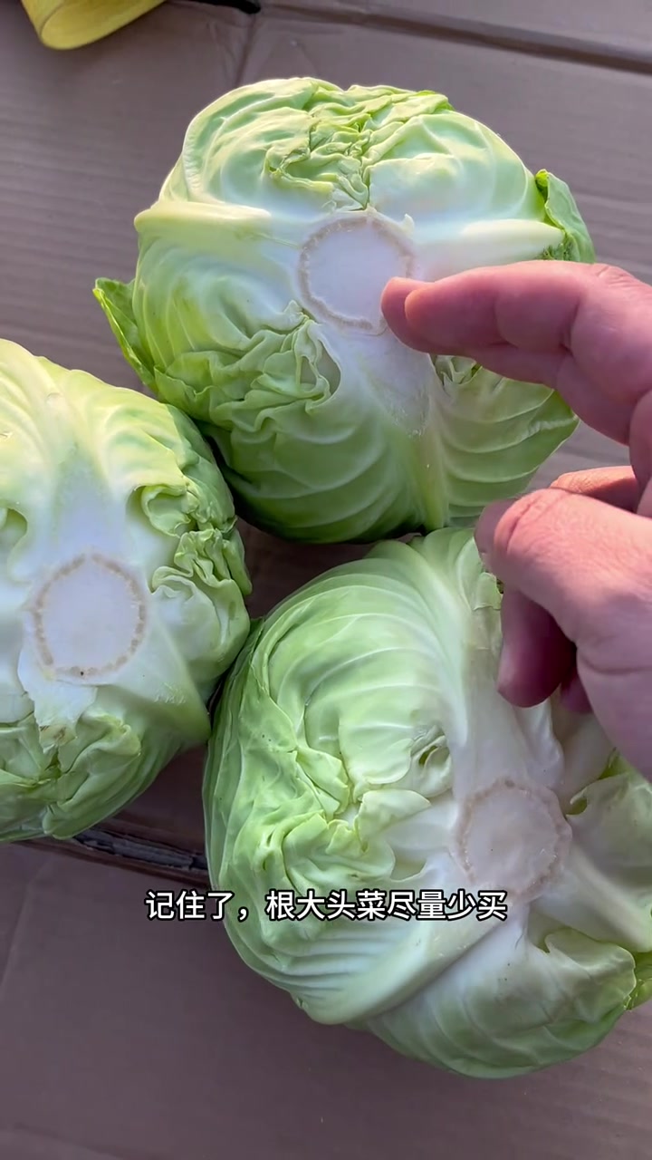 头菜怎么挑？东北早市土豆哥教你怎么挑选好吃健康又美味的大头菜！挑菜小技巧！大头菜和洋白菜的