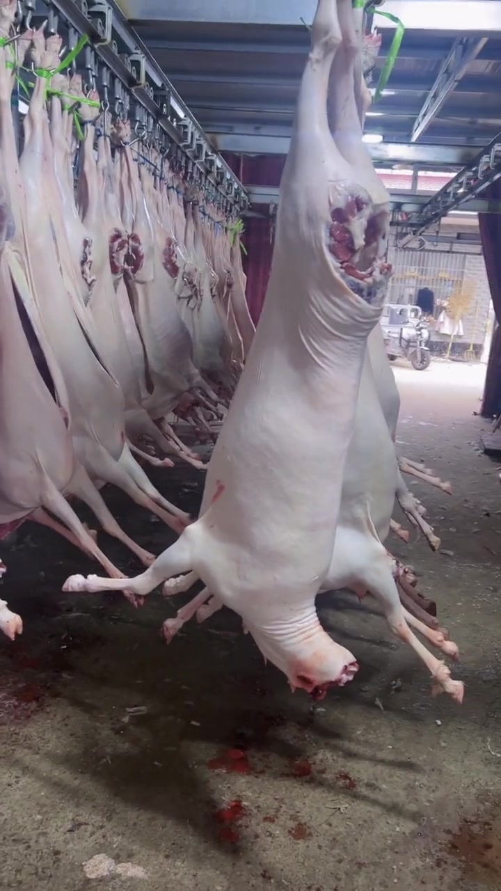 新鲜带皮鲜羊肉