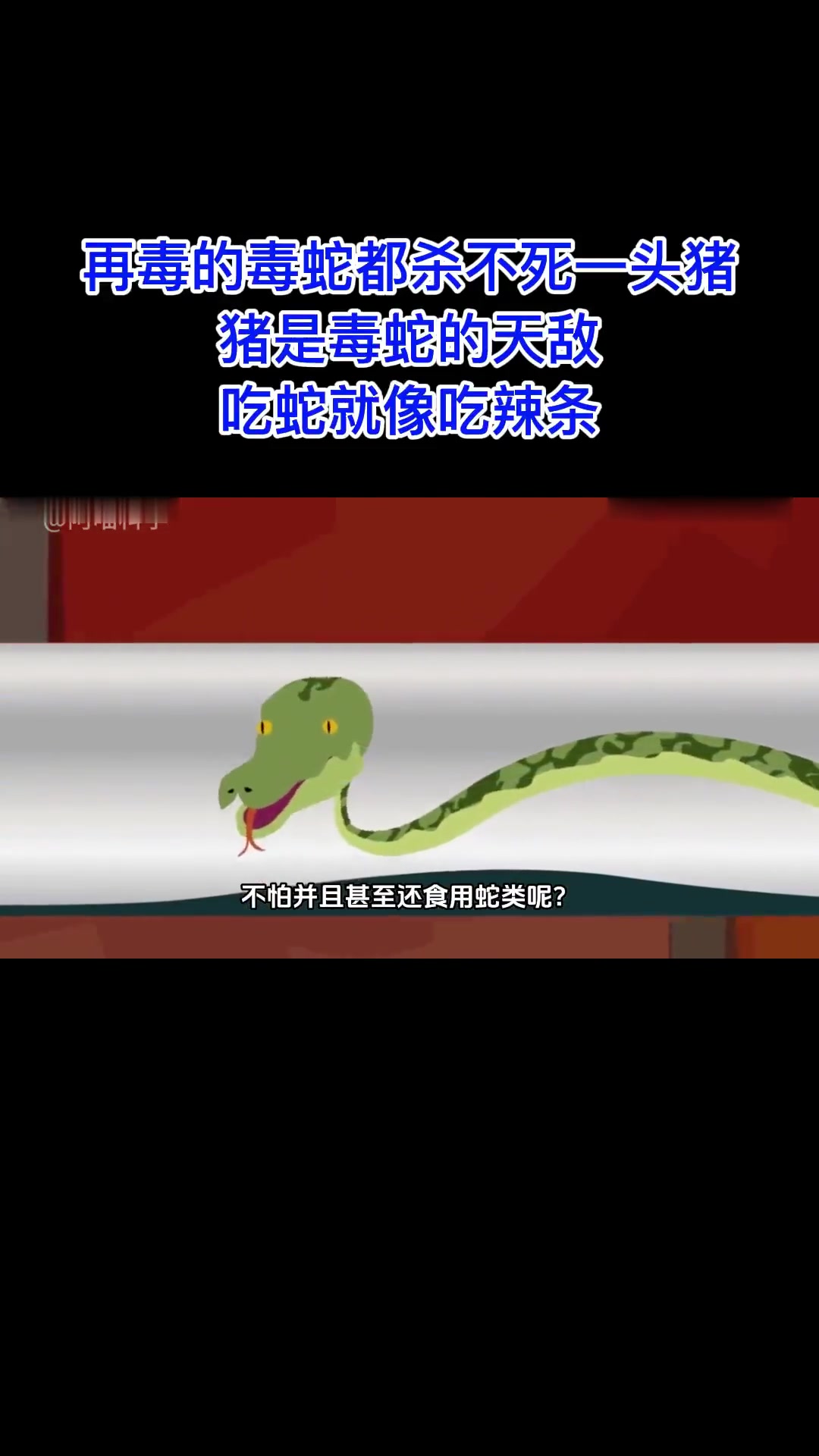 毒蛇杀不死猪?猪是毒蛇天敌,吃蛇如吃辣条?