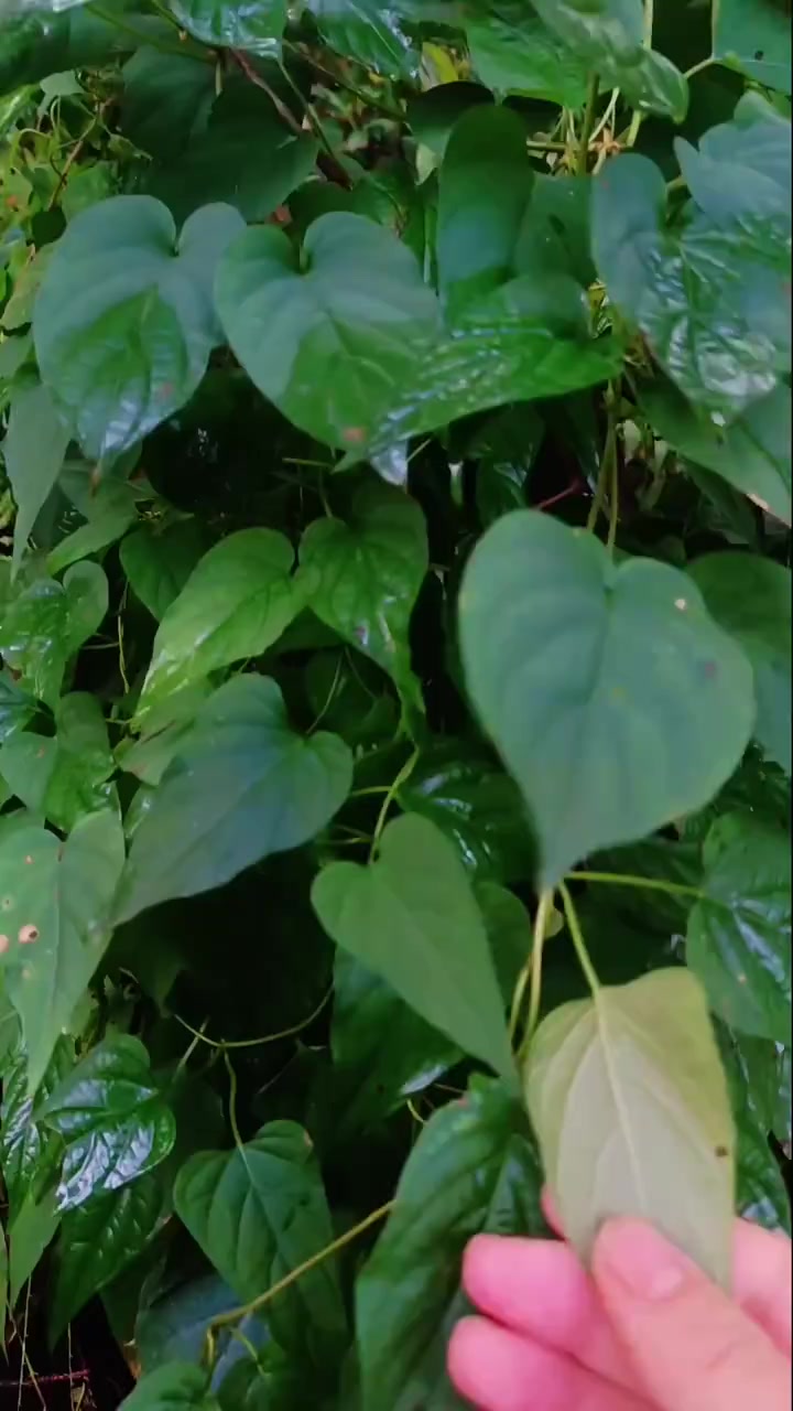 鸡屎藤名坑实香，颜值高用处多是宝藏植物！