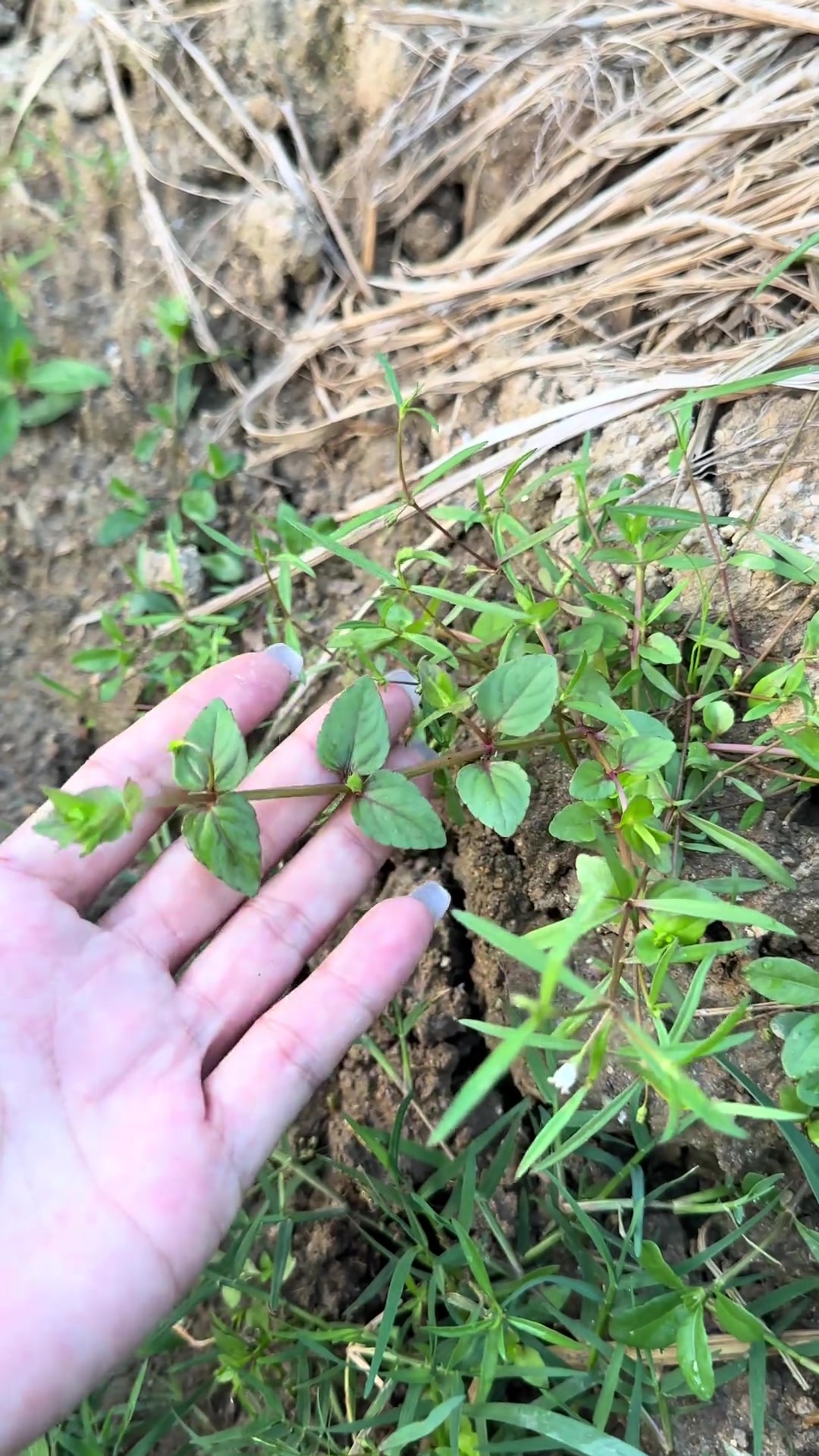 30秒教你认识白花蛇舌草，和半支莲一起是好朋友大自然的神奇魔力