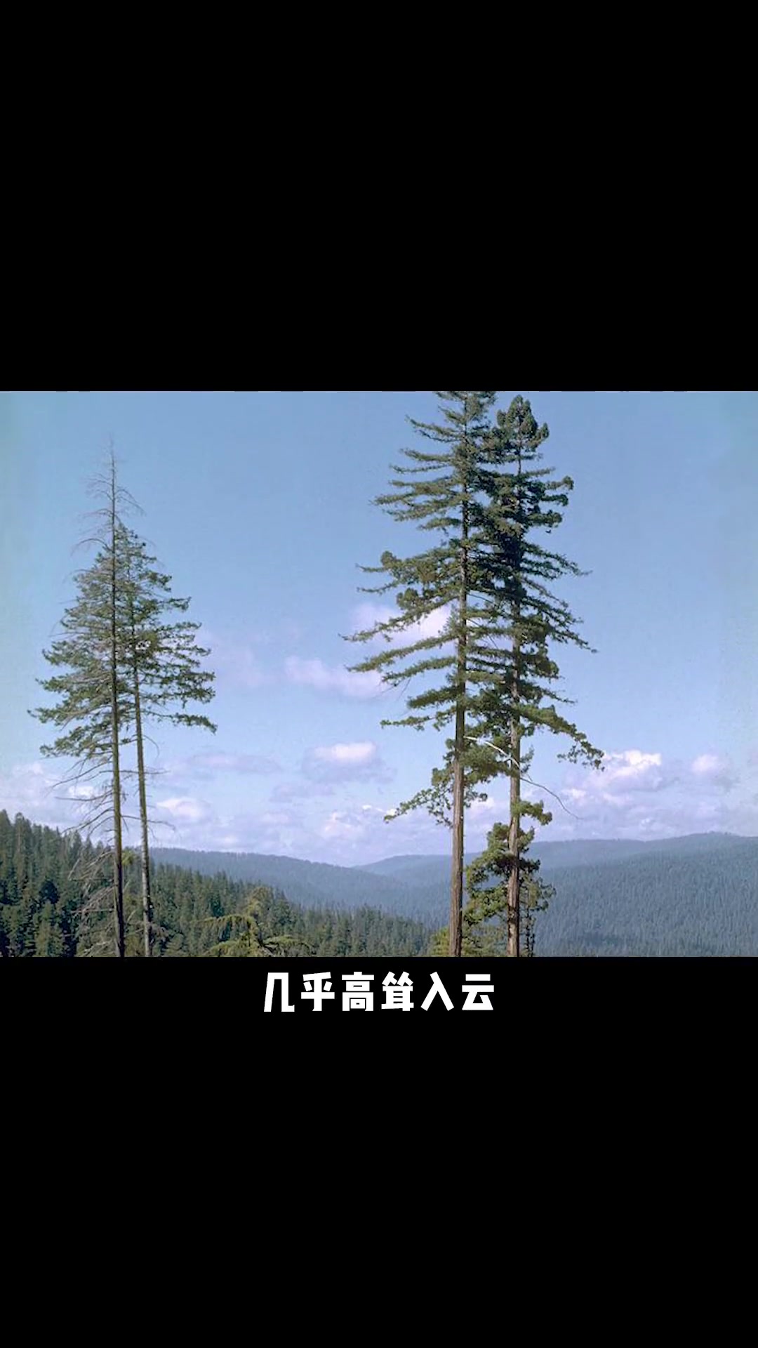 世界上最高的树排名?光头强看了狂喜