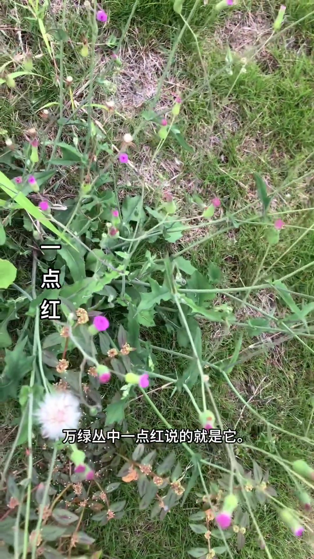 一点红因开红花得名,万绿丛中一点红说的就是它,你家乡有吗?