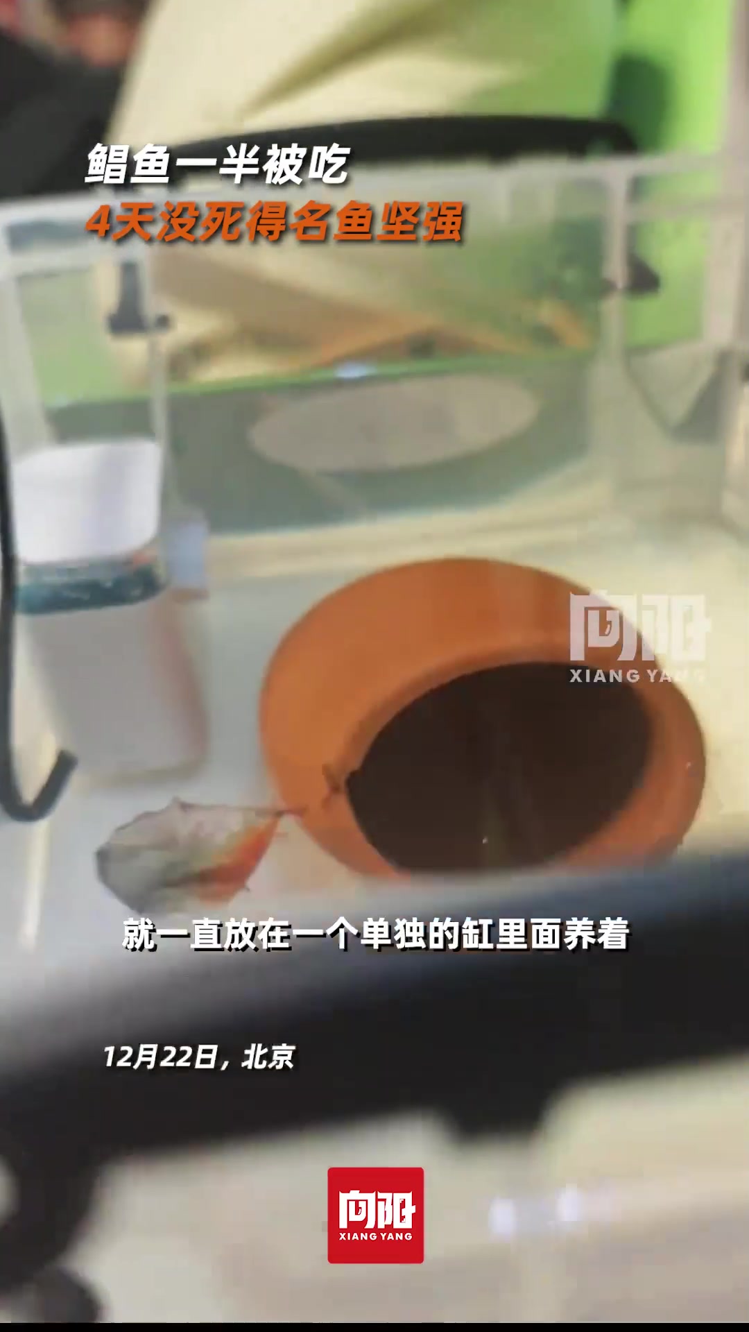 饲主回应鲳鱼一半身体被吃4天没死：照料好应该能一直活