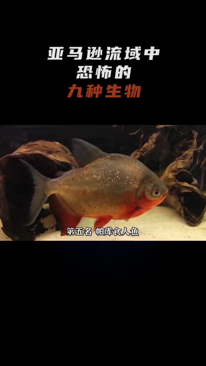 巨水狼牙鱼vs食人鱼