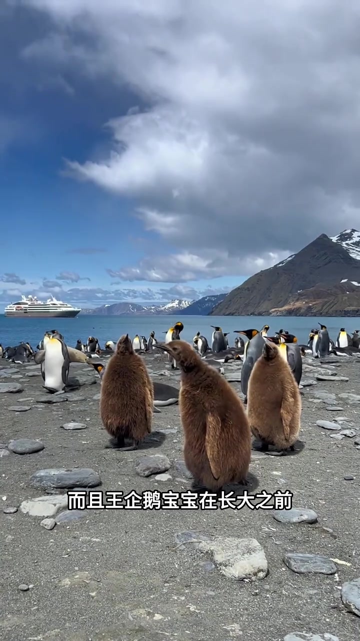 年纪不大 却是个胖宝宝!动物科普 动物世界 王企鹅