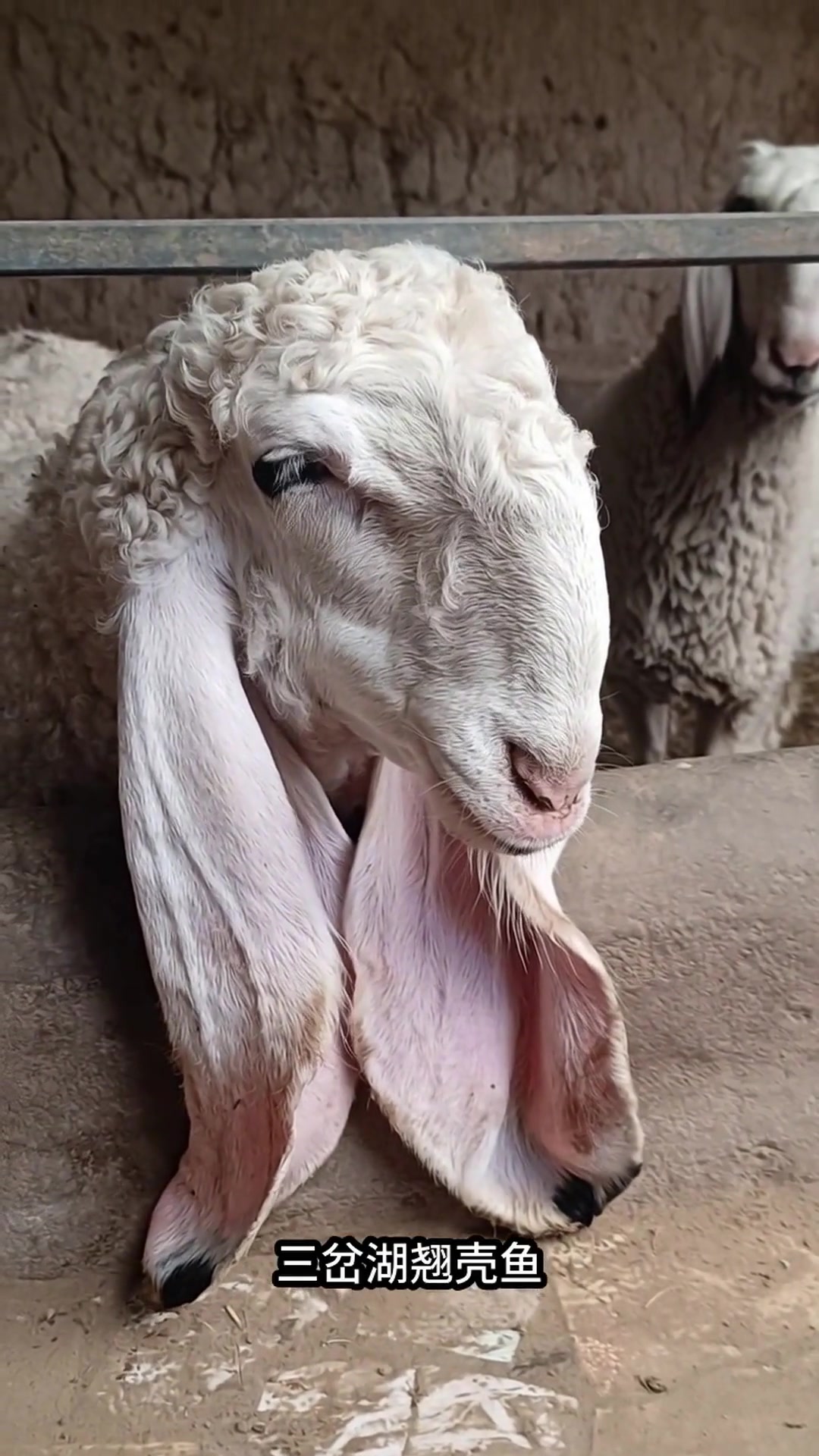 成都东部新区鱼羊鲜美食节盛大开幕,20家餐饮品牌齐聚绛溪里