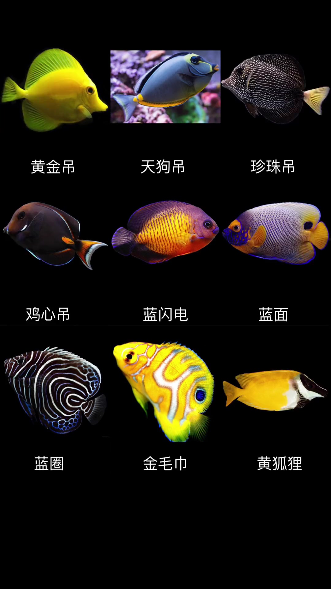 海水鱼大全合集