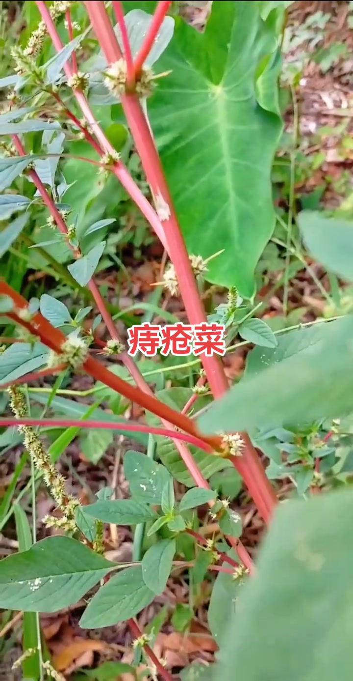 一日一植物:刺苋菜又称痔疮菜,你们那边有吗