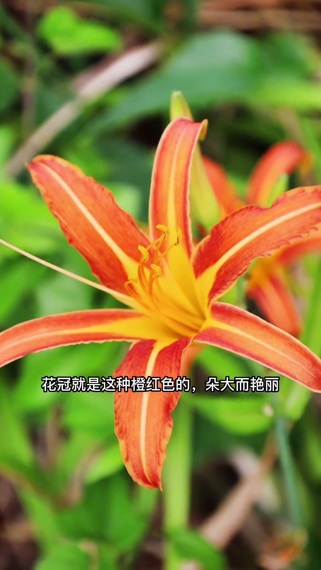 还有人会把萱草花和黄花菜傻傻分不清楚吗？