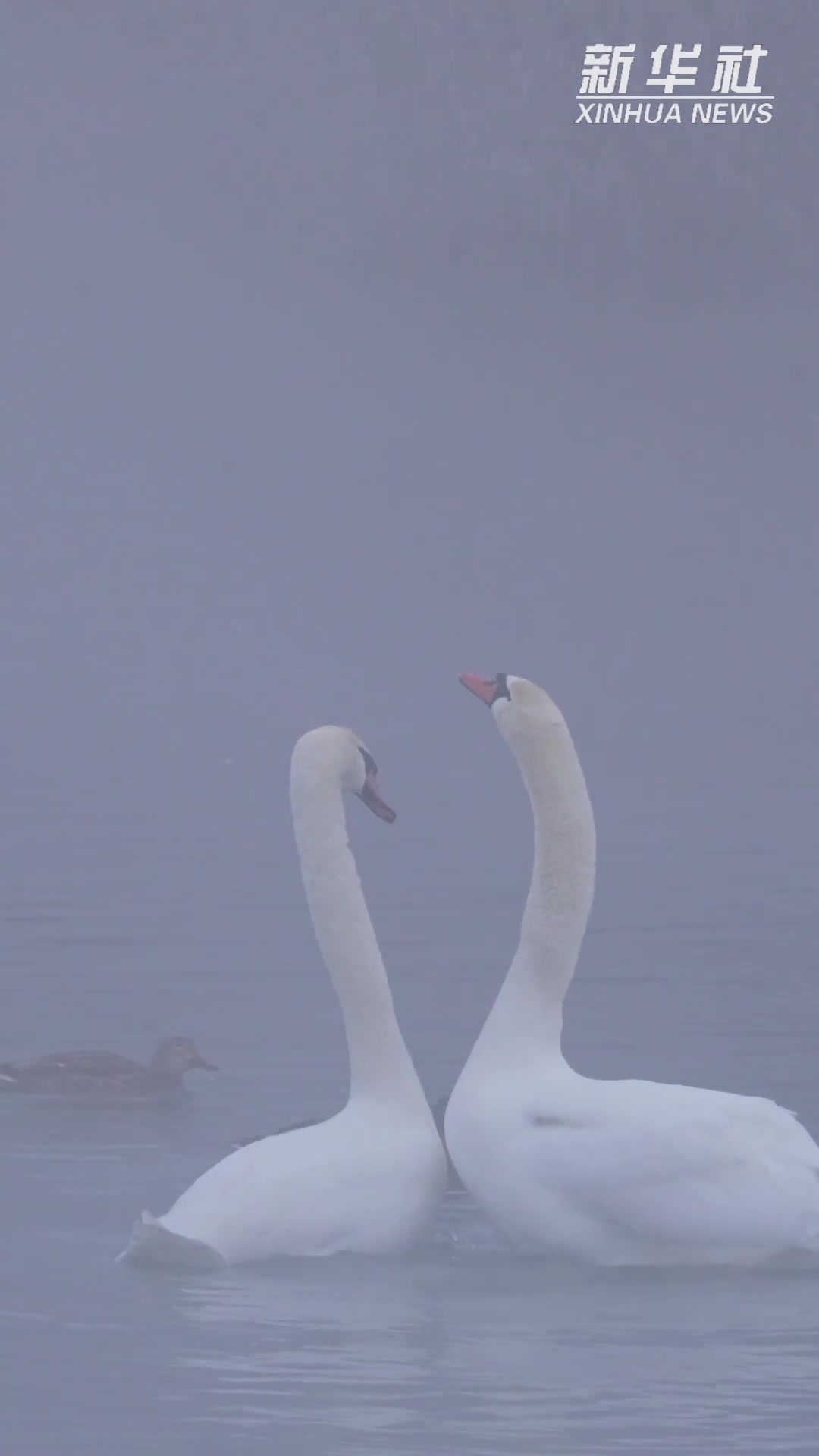 12月23日,在新疆伊宁县天鹅泉景区,晨雾朦胧,白天鹅湖中起舞,悄悄“比心”,优雅又浪漫。