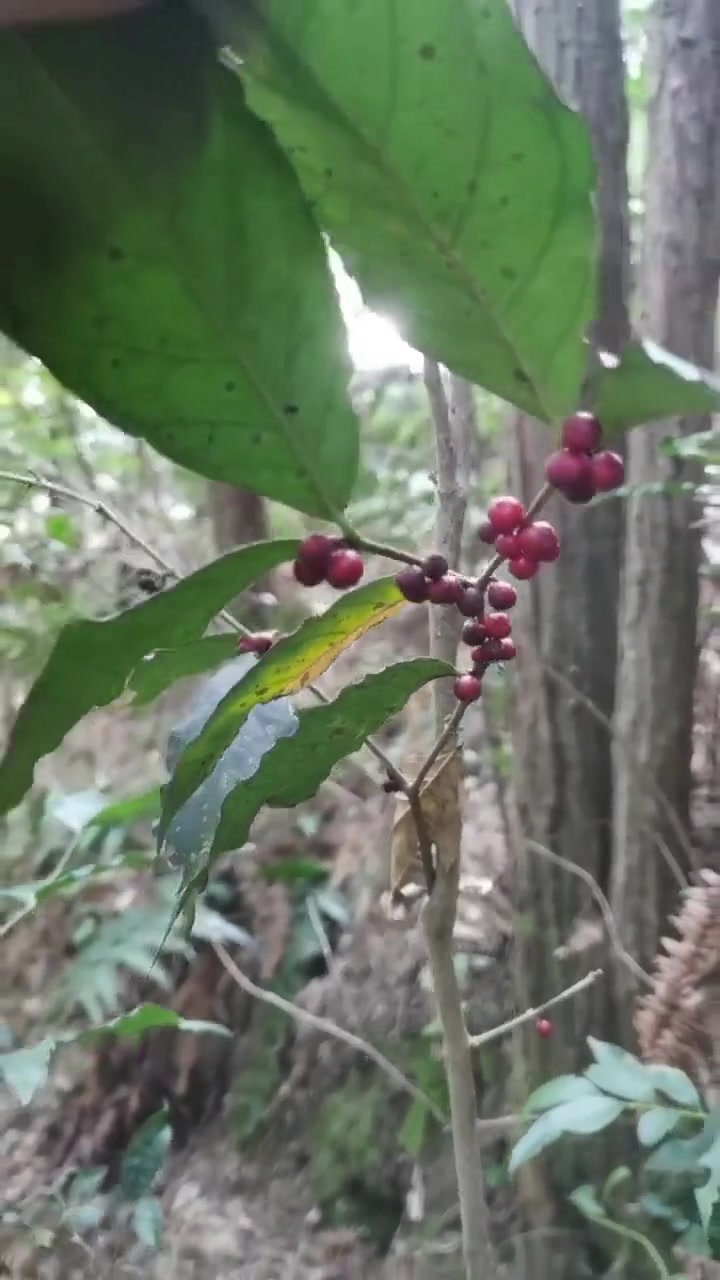 鸡筋参，别名黄鸡胖，它是茜草科虎刺属植物，不知道你的家乡有没有遇见它，有什么作用大家一起分
