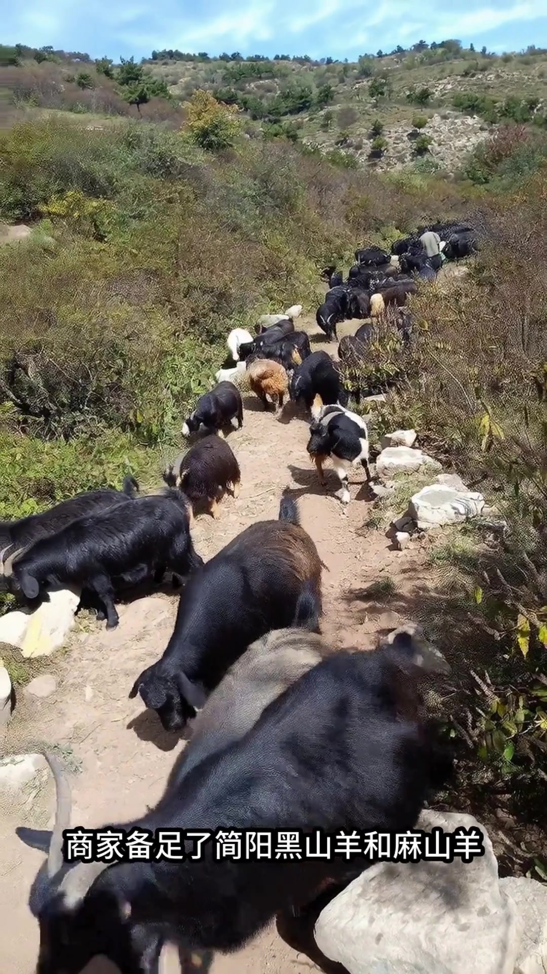 冬至成都小关庙街羊肉汤飘香,商家坦言今年生意不如往年火爆