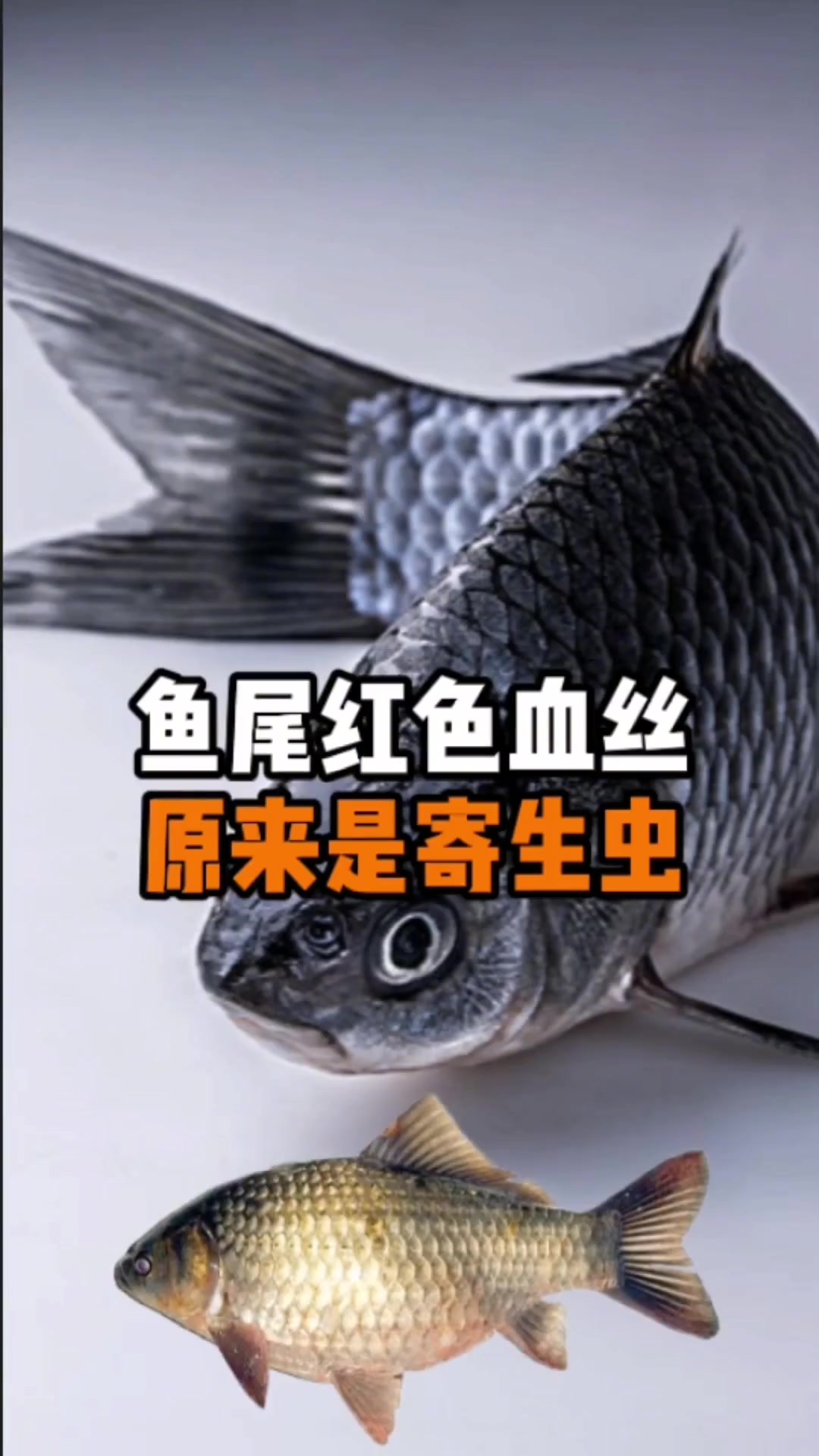 鱼尾出现红色血丝，原来是寄生虫在作祟