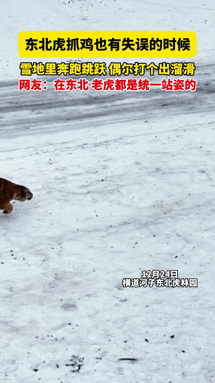 东北虎抓鸡也有失误的时候,雪地里奔跑跳跃,偶尔打个出溜滑,网友:在东北,老虎都是统一站姿的