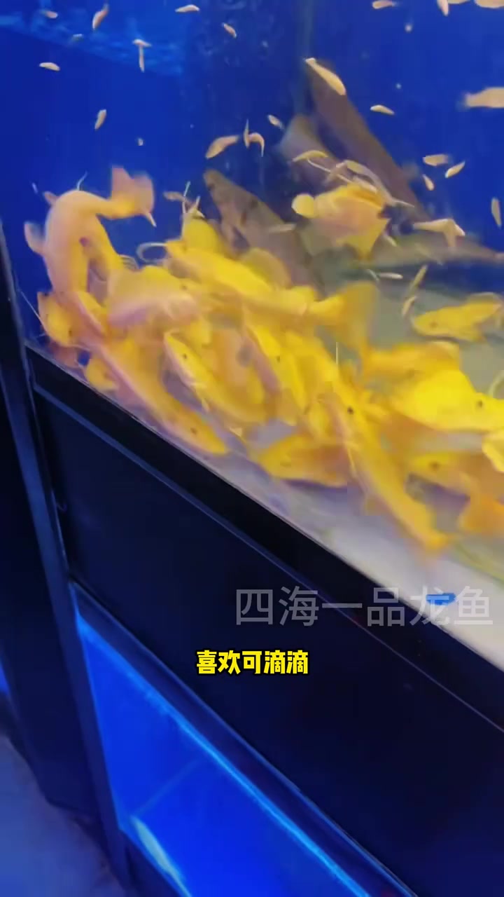 黄金招财猫 水族 观赏鱼