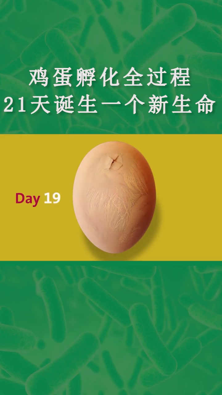 鸡蛋孵化全过程,21天诞生新生命!