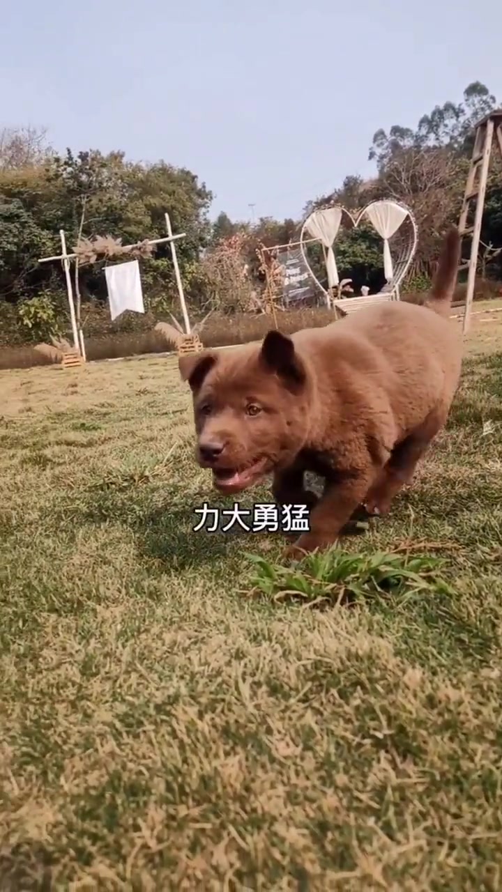 中华田园犬广东品系山牛红犬幼成犬对比视频