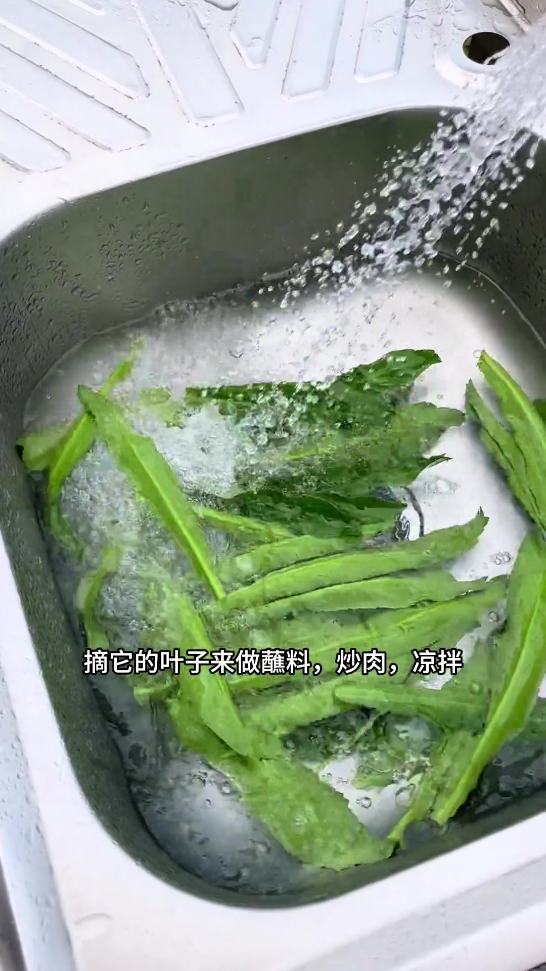 番鬼芫荽,越南香菜,老缅芫荽