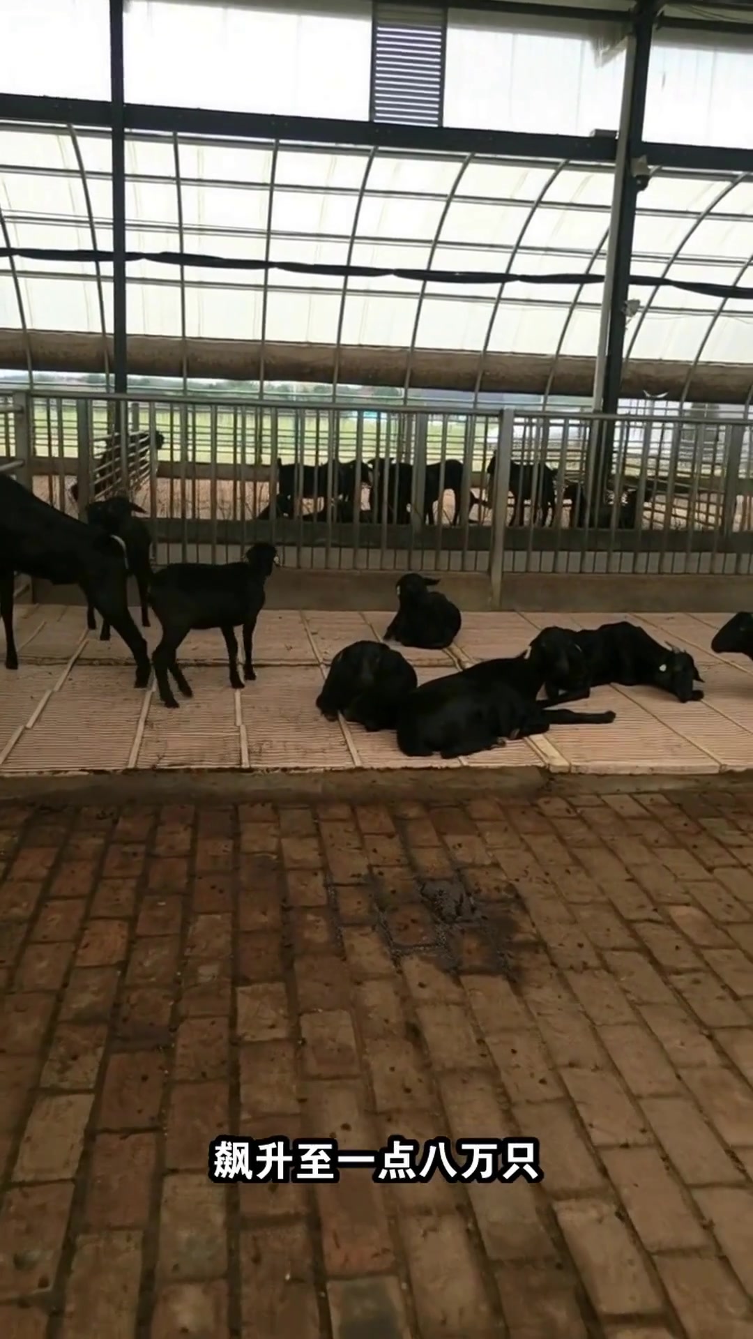 成都冬至夜,1.8万只羊去哪了?揭秘羊肉汤一条街的疯狂食客