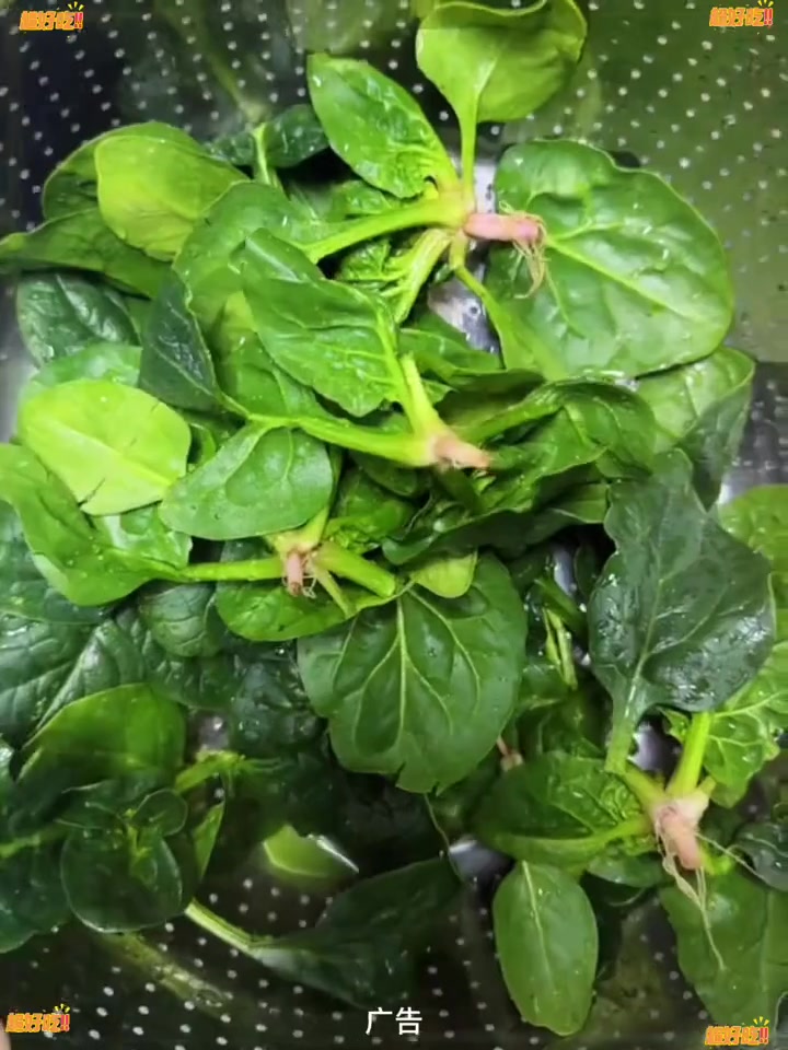 霜打过后的矮杆红根趴地菠菜,连根都是甜的,记得一定要带根吃 #霜打青菜#趴地菠菜 #菠菜 